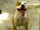 cavassoni
